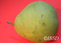 Fruits