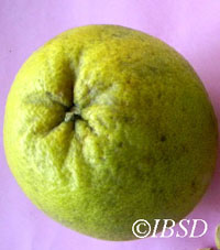 Fruits