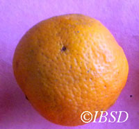 Fruits