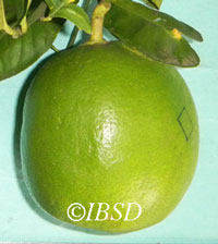 Fruits
