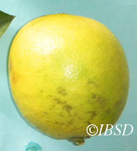 Fruits