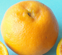 Fruits