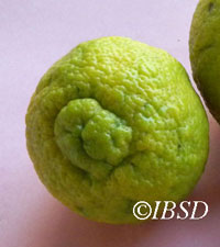 Fruits