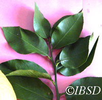 Leaves
