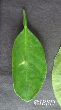Leaves