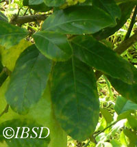 Leaves