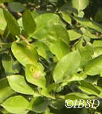 Leaves