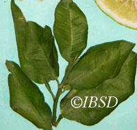 Leaves