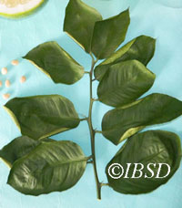Leaves