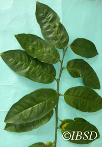 Leaves