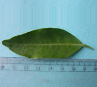 Leaves