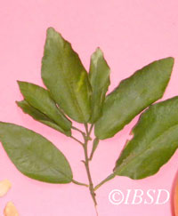 Leaves