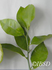 Leaves