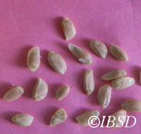 Seeds