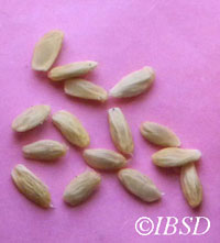 Seeds