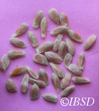 Seeds