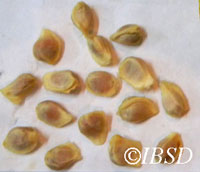 Seeds