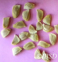 Seeds