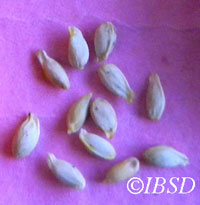 Seeds