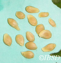 Seeds
