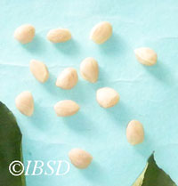 Seeds