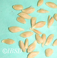 Seeds
