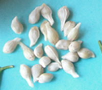 Seeds
