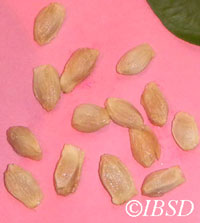 Seeds