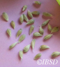 Seeds