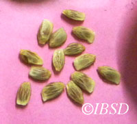 Seeds
