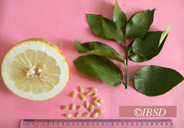 Leaves