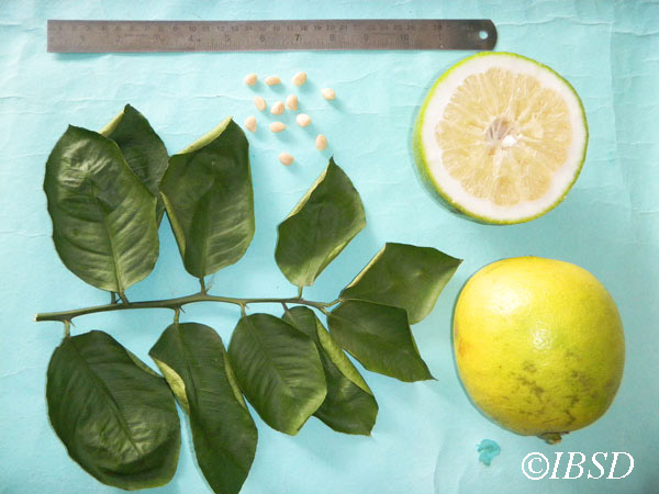 Leaves